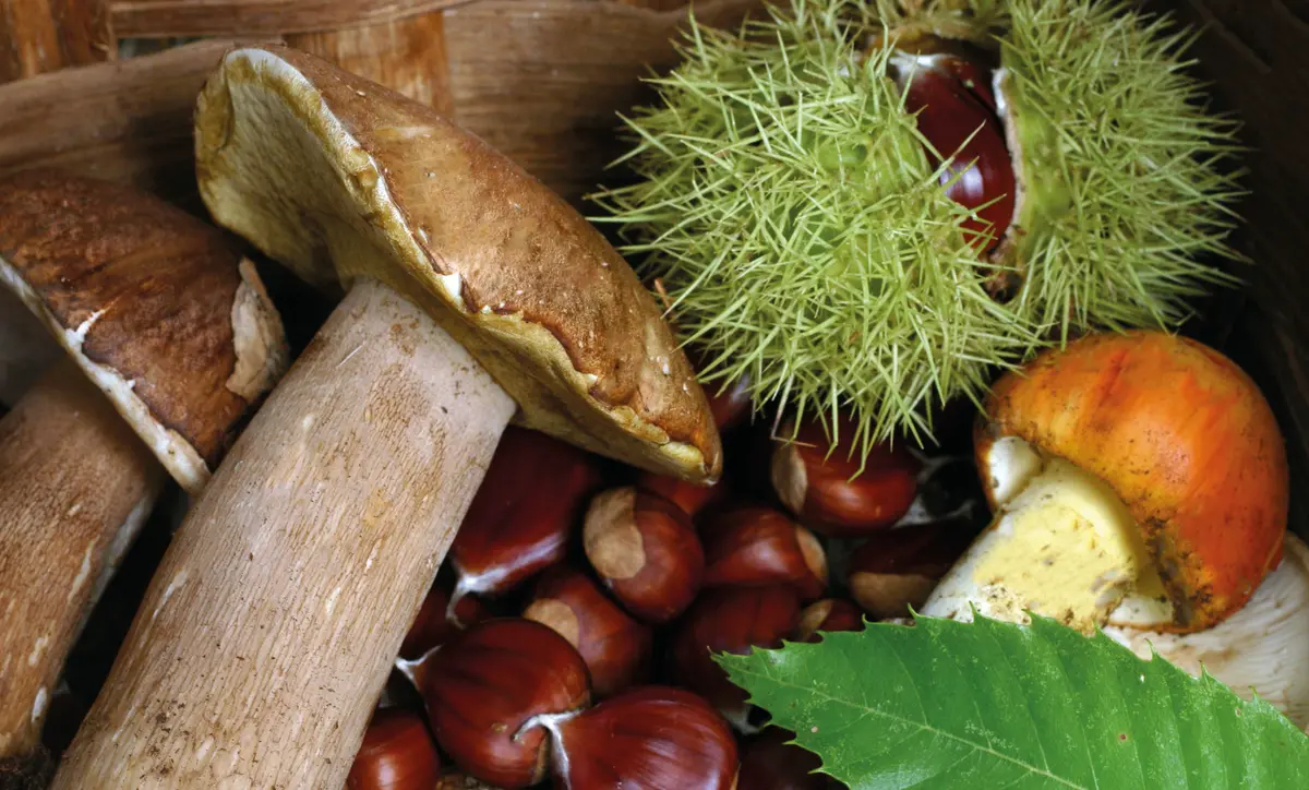 Itinerario tra i sapori d’autunno in Calabria