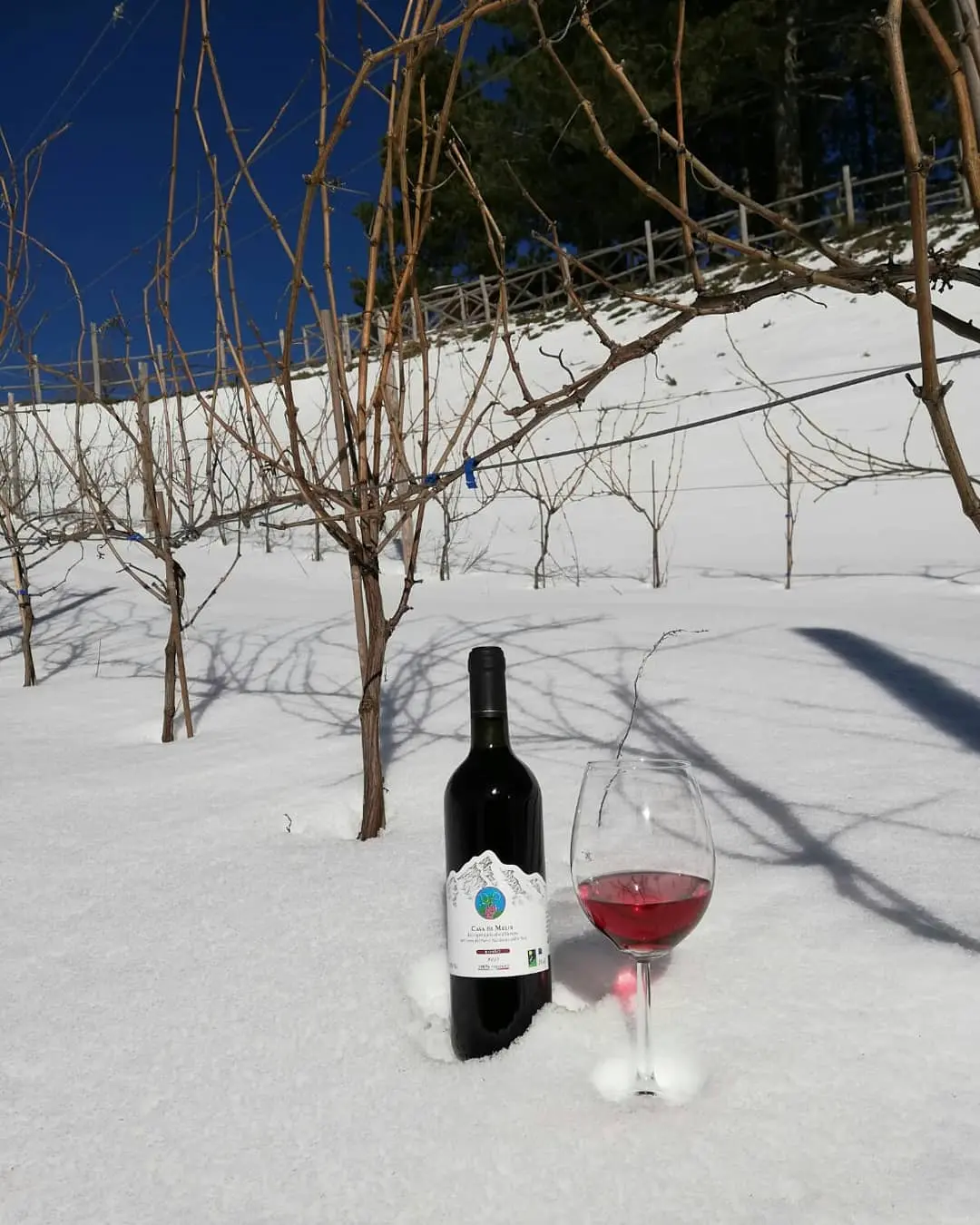 <p>Nel cuore del <strong>Parco Nazionale della Sila</strong>, tra boschi innevati e silenzi incontaminati, l’<strong>escursione con le ciaspole</strong> segna l’inizio di un’esperienza autentica dedicata alla scoperta della natura e dei sapori di montagna.</p><p>L’escursione è accompagnata da guide esperte che conducono alla scoperta delle meraviglie del <strong>Parco Nazionale della Sila</strong>, della sua fauna, della flora e della storia dell’altopiano silano.</p><p>L’esperienza prosegue con la visita al <strong>Vigneto più alto d’Europa</strong>, che si conclude con una degustazione di vini di montagna. Durante la visita è possibile passeggiare tra i filari del vigneto, simbolo di tenacia, tradizione e profondo legame con la terra da parte dei due giovani viticoltori.</p><p>La degustazione dei vini, accompagnata da prodotti tipici locali, si svolge all’interno della cantina che custodisce i segreti del Vigneto più alto d’Europa.</p>