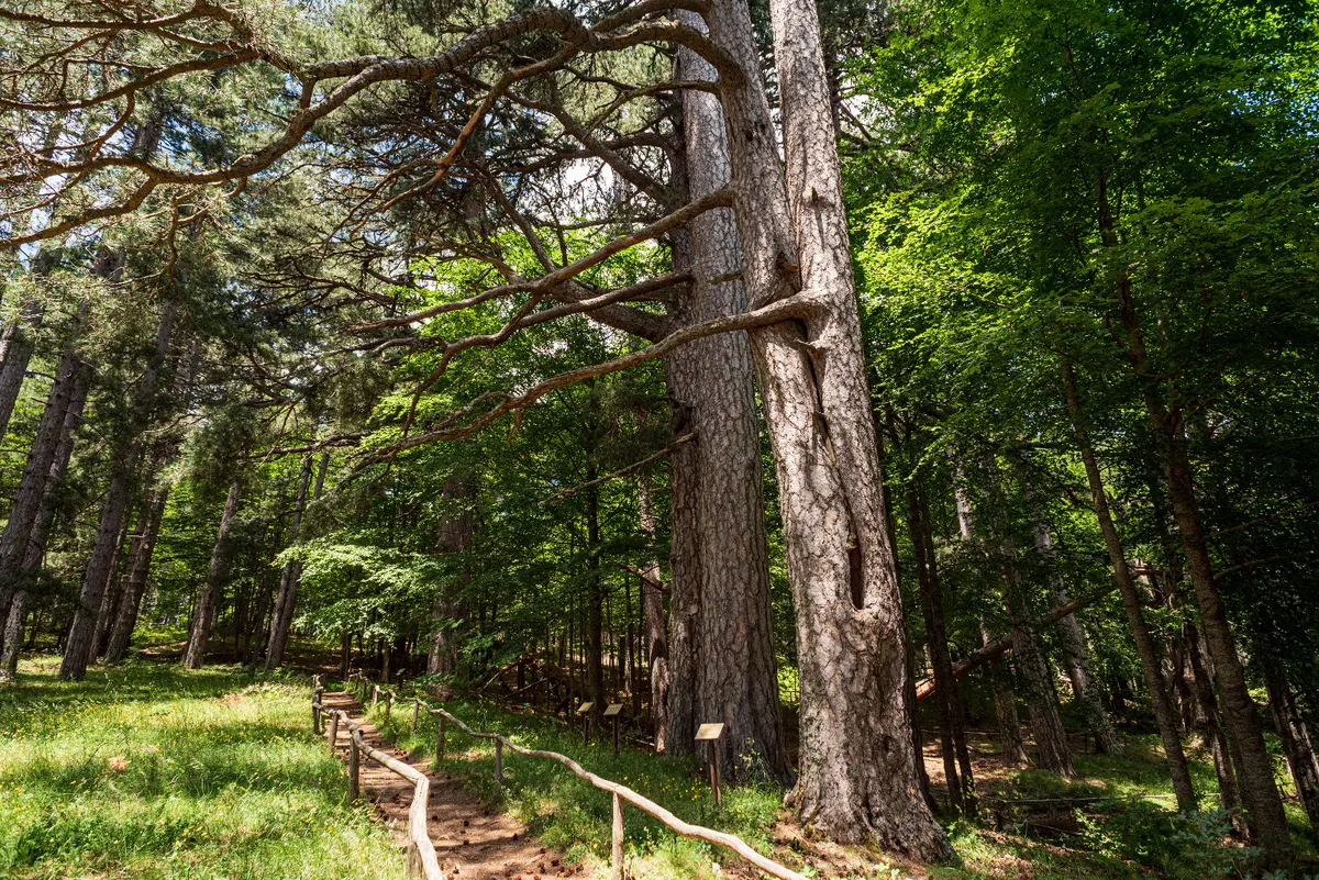 Itinerario tra i borghi della Sila